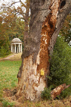 Image of Bracket Fungus