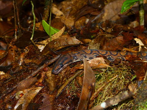 Image of Rainbow Boa