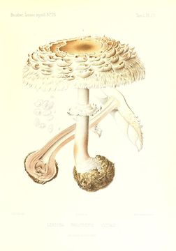 Image of Shaggy parasol
