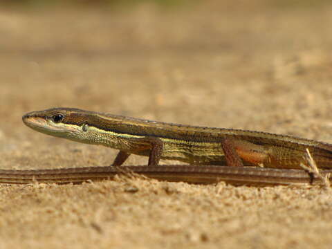 Image of Java Grass Lizard