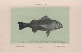 Image of Javelinfish