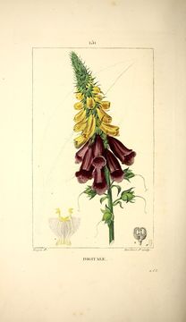 Image of foxglove