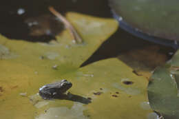 Image of Common frog