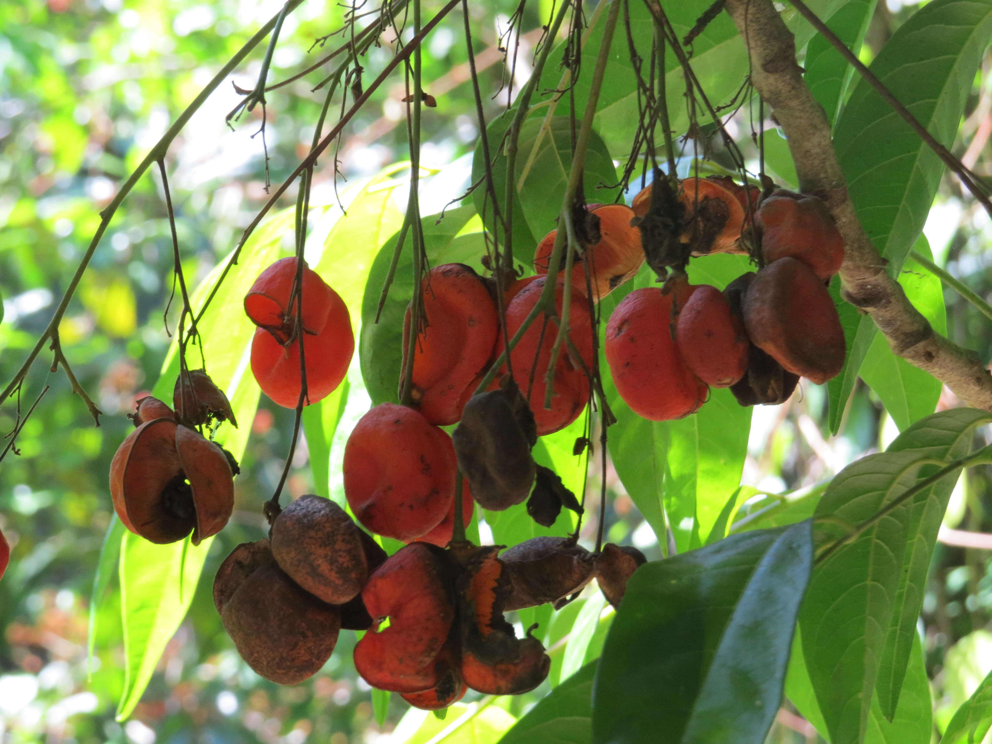 Image of tulip-wood tree