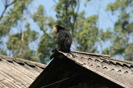 Image of Lion-tailed Macaque