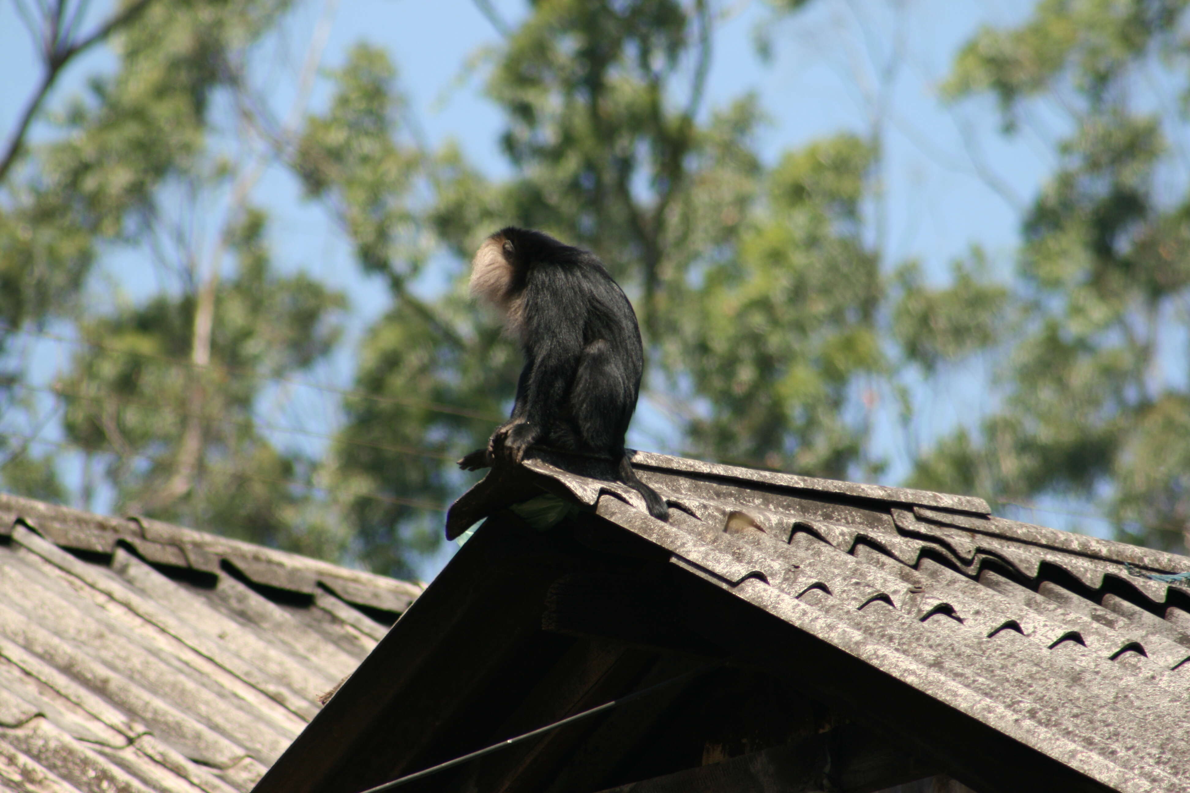 Image of Lion-tailed Macaque