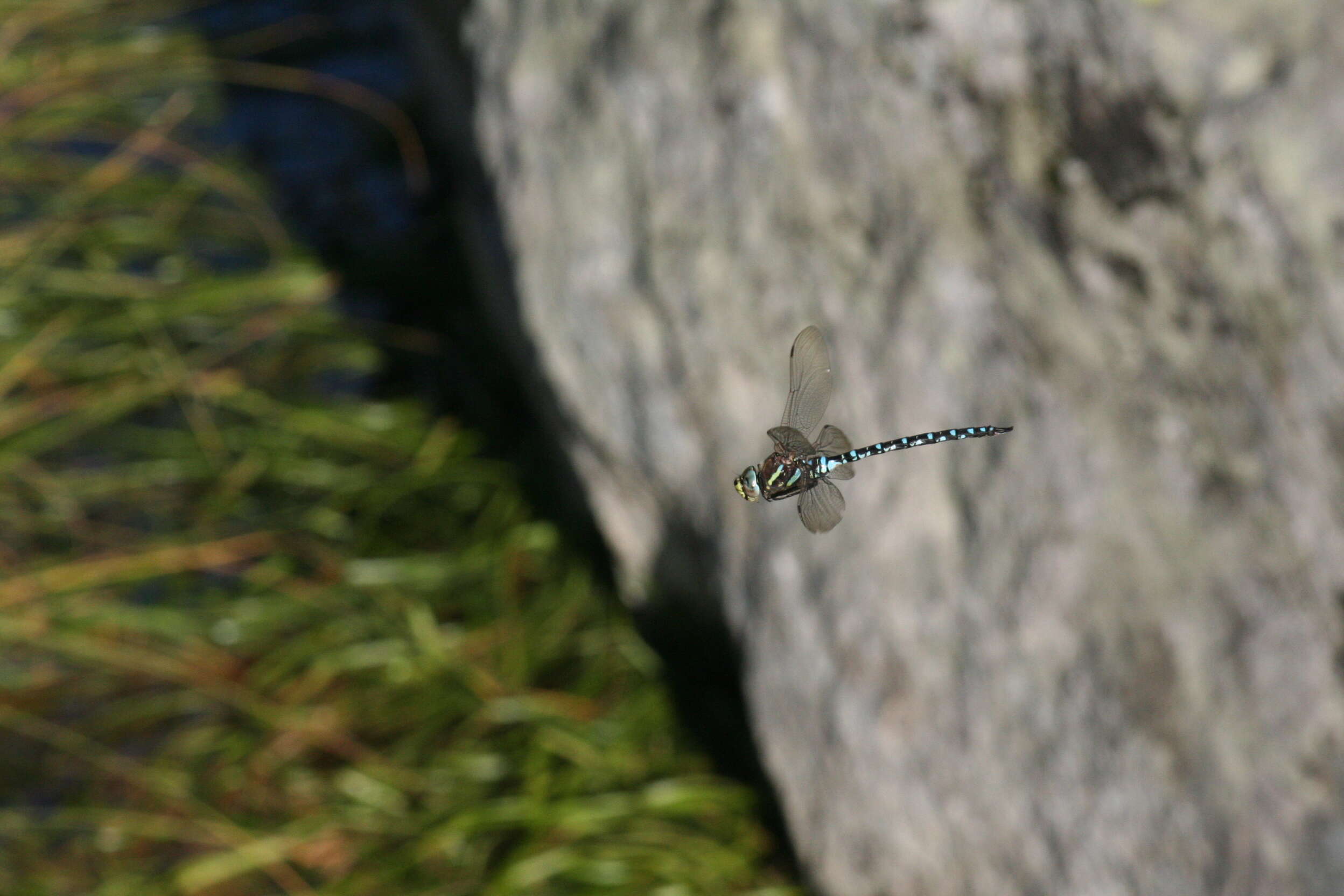 Aeshna juncea (Linnaeus 1758) resmi