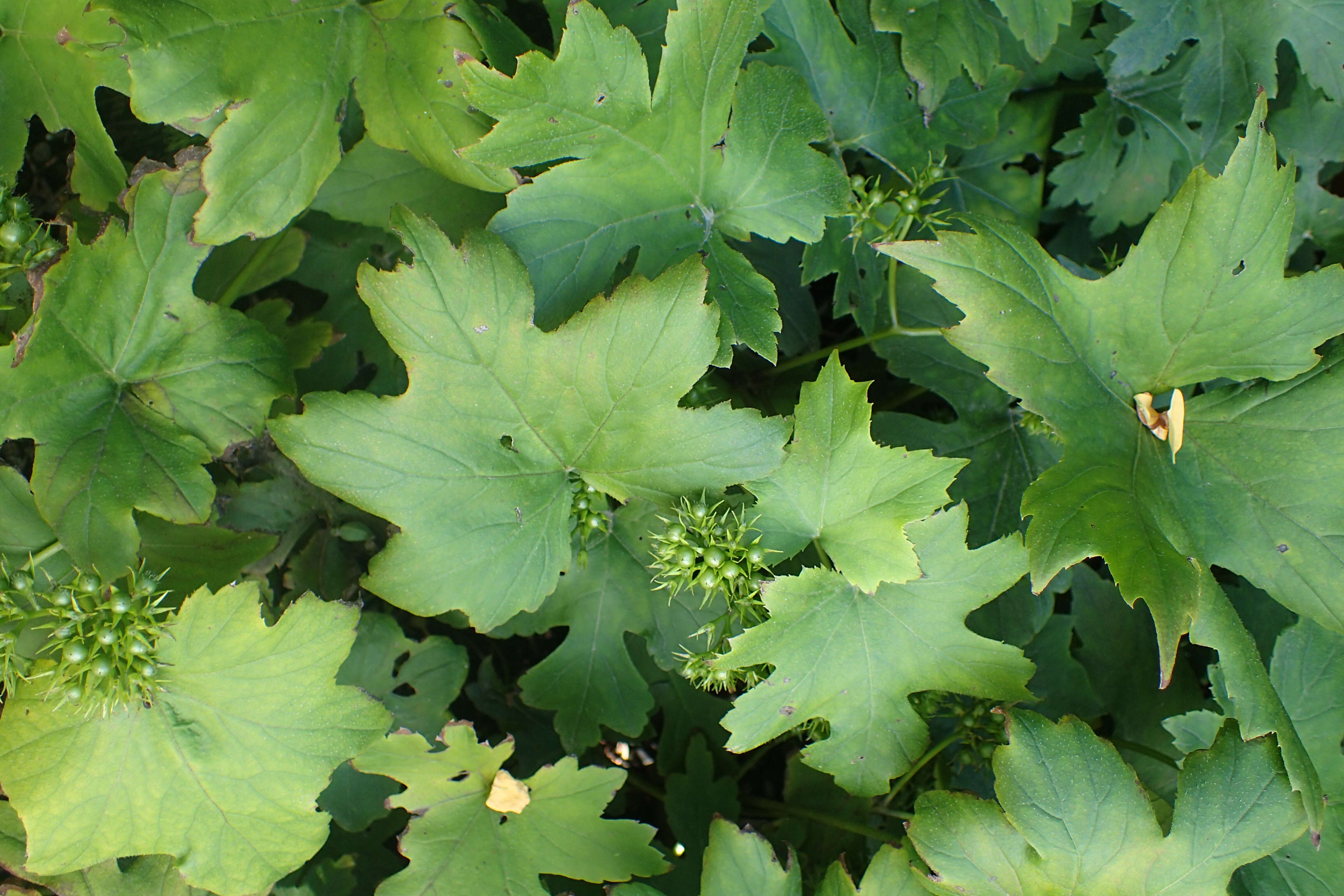 Image of bluntleaf waterleaf