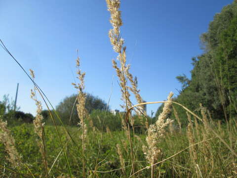 Imagem de Calamagrostis epigejos (L.) Roth