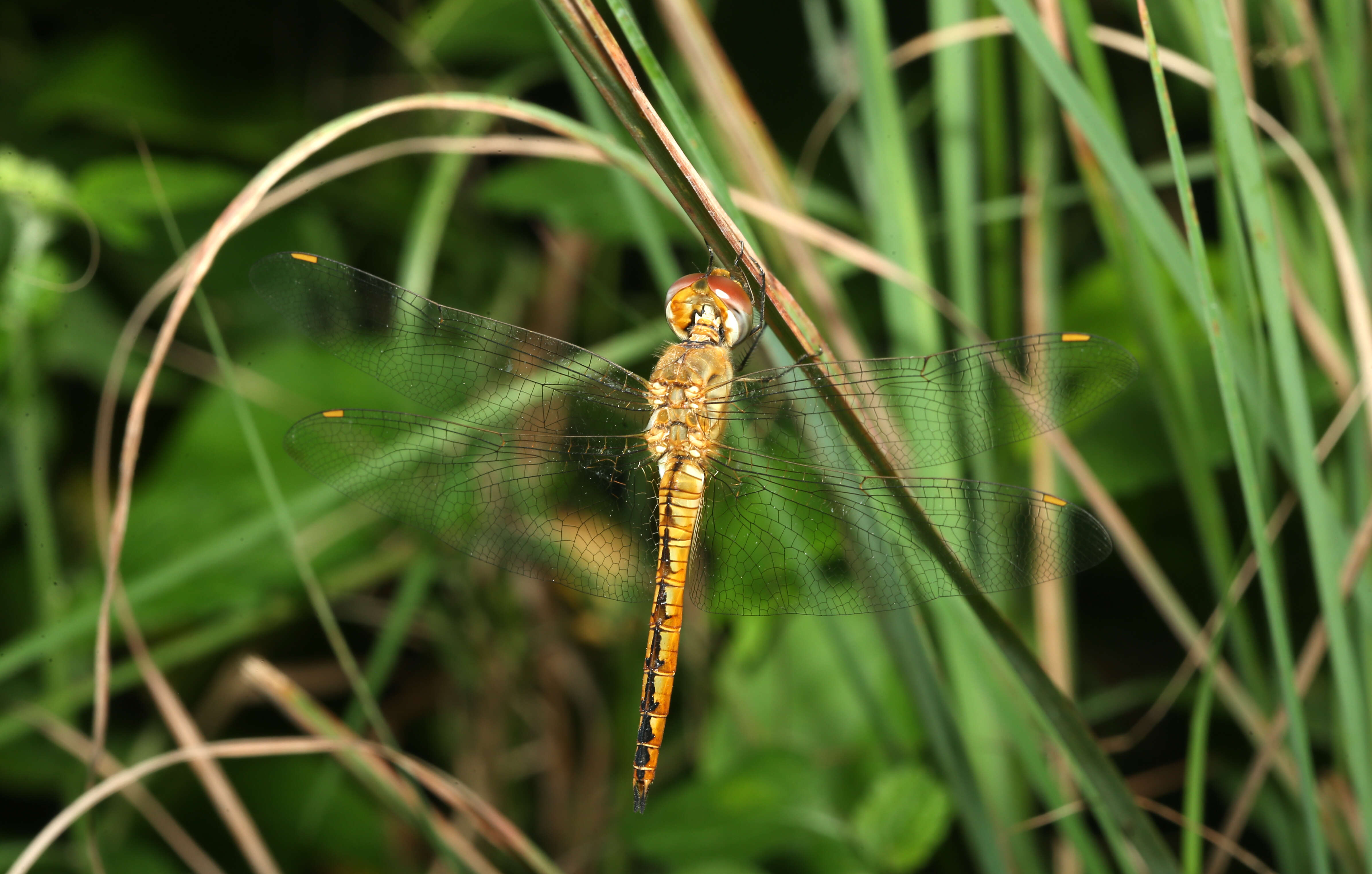 Image of Rainpool Gliders