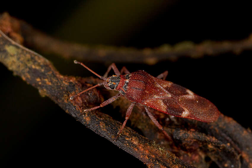 Image of lace bugs