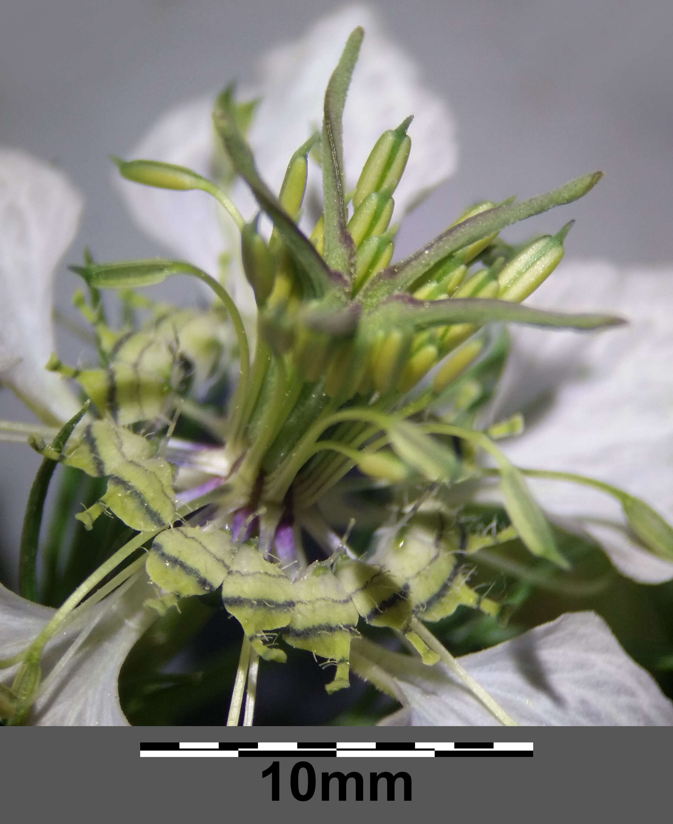 Nigella arvensis L. resmi