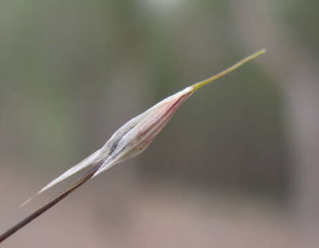 Image of Austrostipa setacea (R. Br.) S. W. L. Jacobs & J. Everett