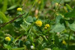 Image of black medick