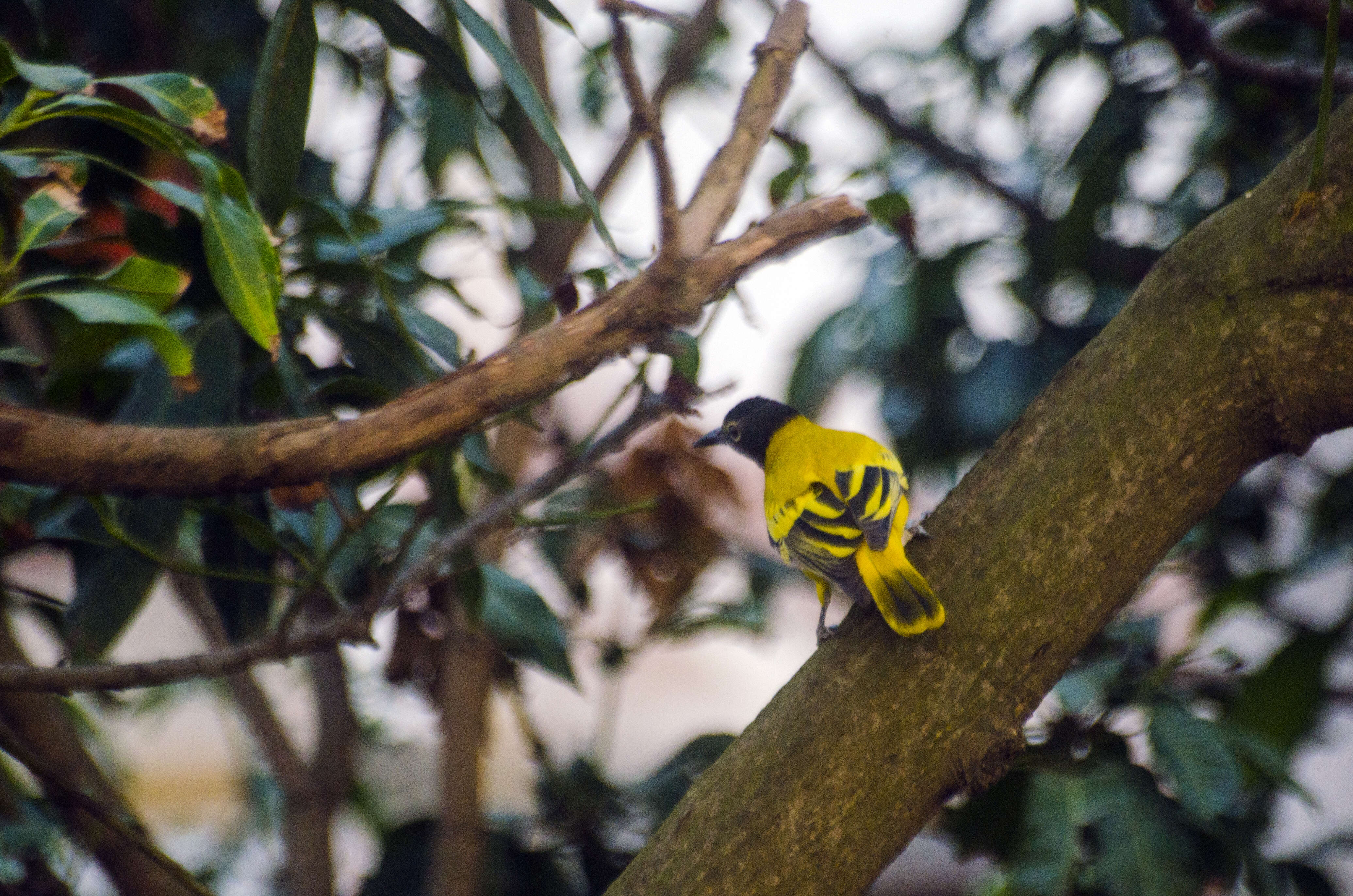 Image of Black-hooded Oriole