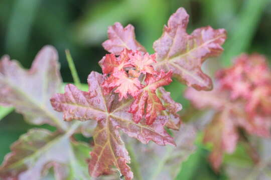 Image of Field Maple