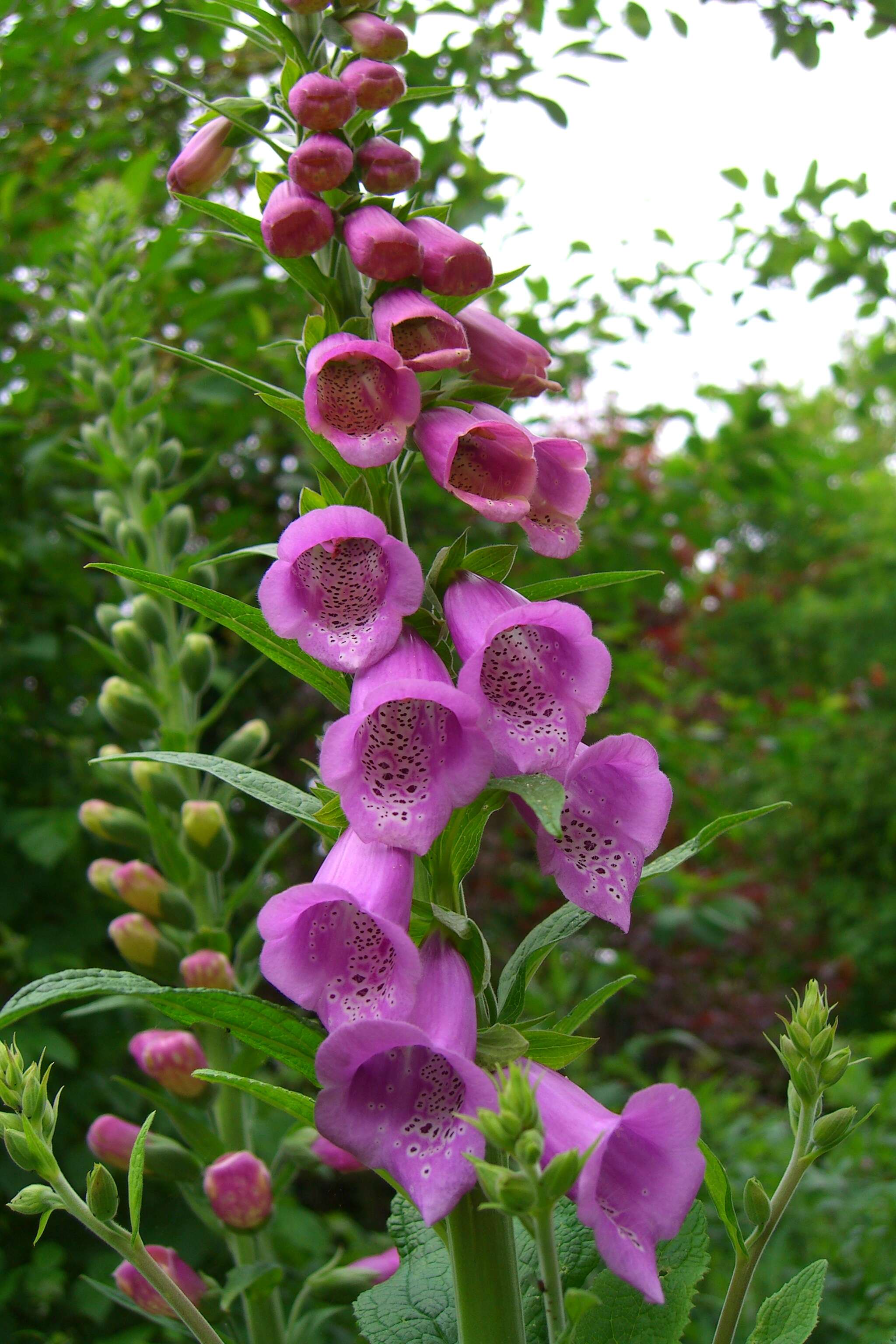 Imagem de Digitalis purpurea L.