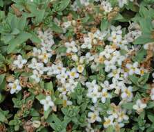 Image of Pimelea prostrata (J. R. & G. Forst.) Willd.