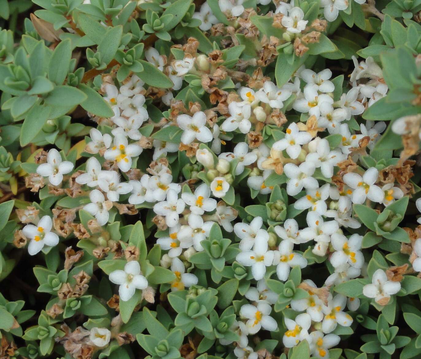 Image of Pimelea prostrata (J. R. & G. Forst.) Willd.