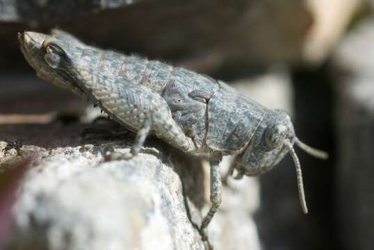 Image of Brachaspis nivalis (Hutton 1898)