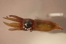 Image of Firefly squid