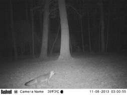 Image of Grey Foxes