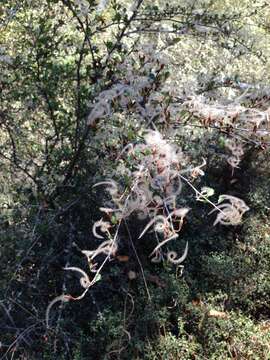 Image of Cercocarpus montanus var. glaber (S. Wats.) F. L. Martin