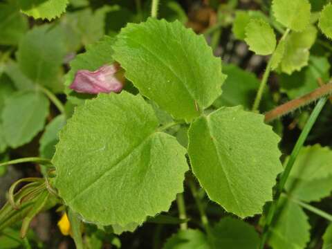 Ononis rotundifolia L.的圖片