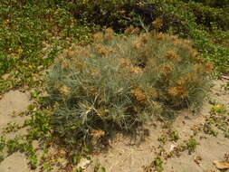 Image of Spinifex littoreus (Burm. fil.) Merr.