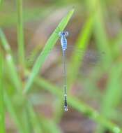 Image de Lestes praemorsus Hagen ex Selys 1862