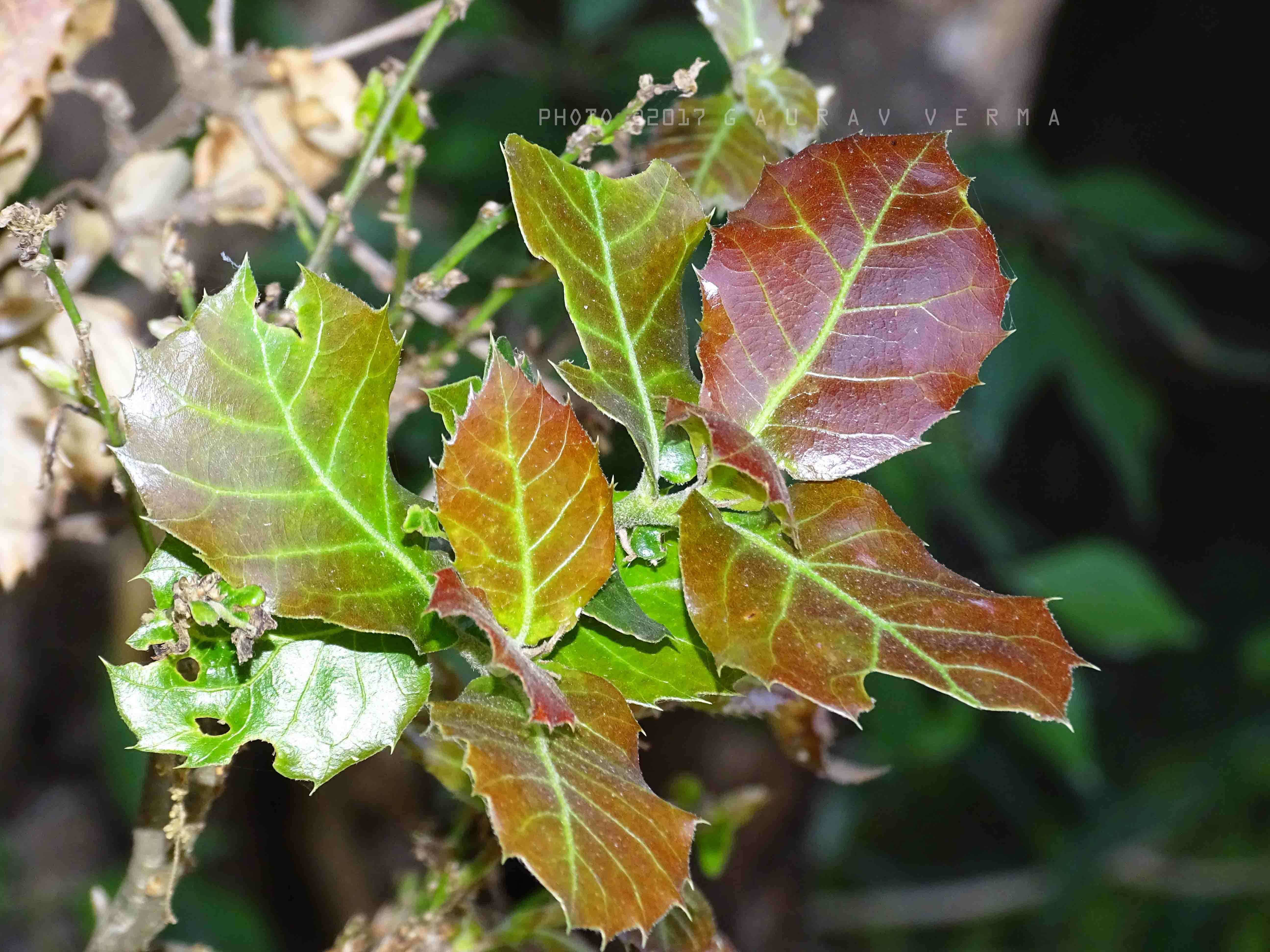 Image of Quercus floribunda Lindl. ex A. Camus