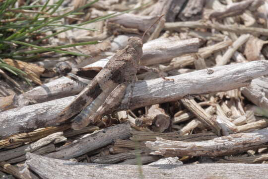 Image of blue-winged grasshopper