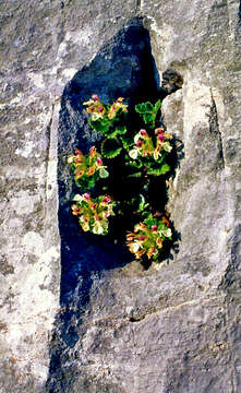 Слика од Teucrium pyrenaicum L.