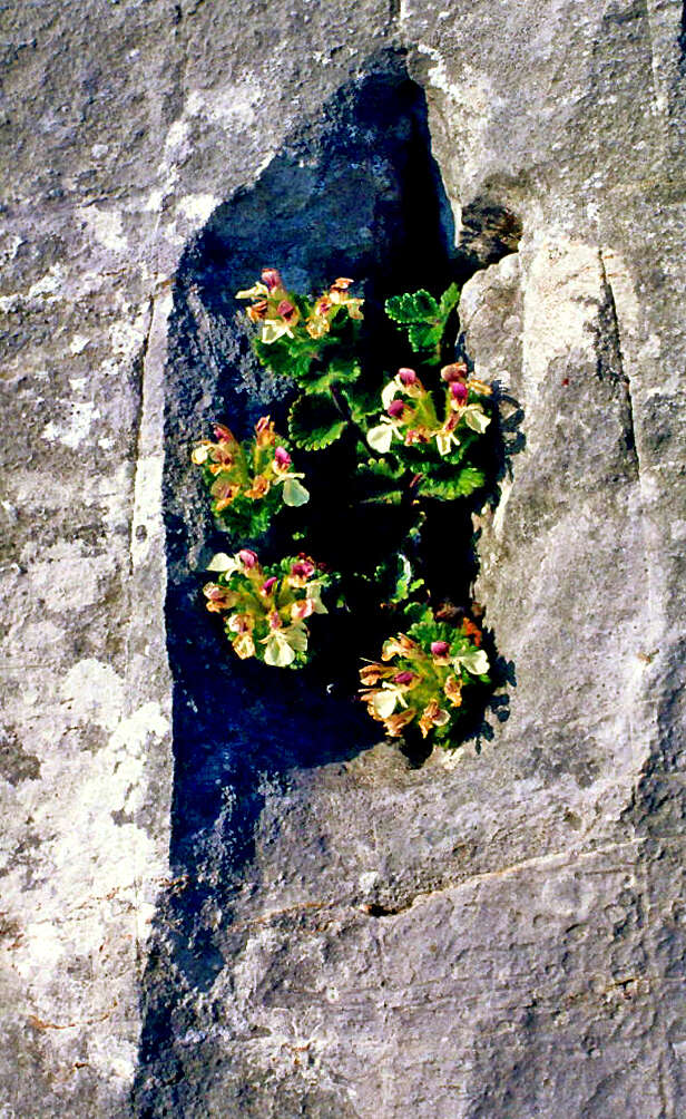 Слика од Teucrium pyrenaicum L.