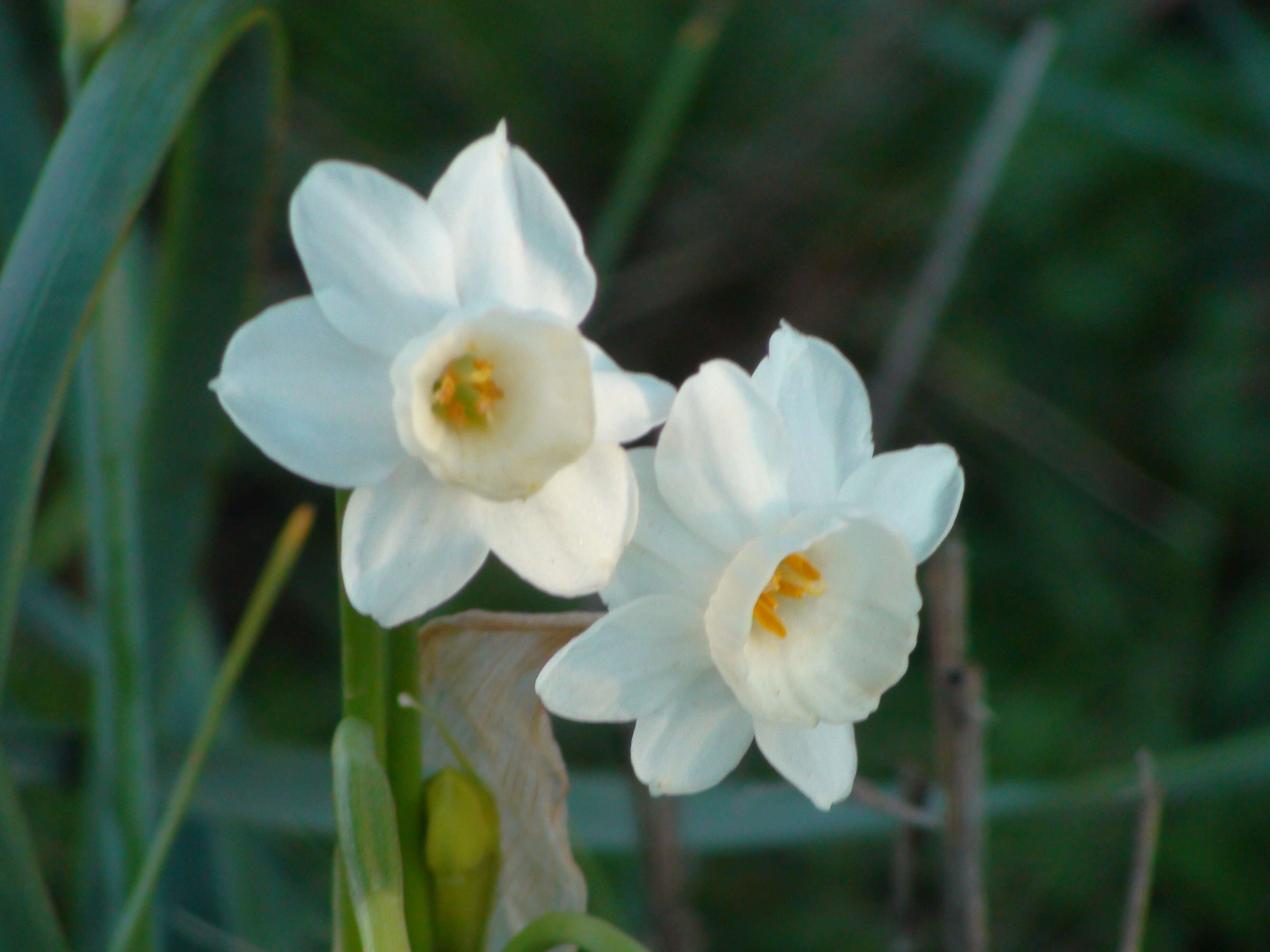 Image of paperwhite narcissus