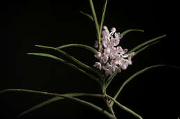 Image of Vanda christensoniana (Haager) L. M. Gardiner