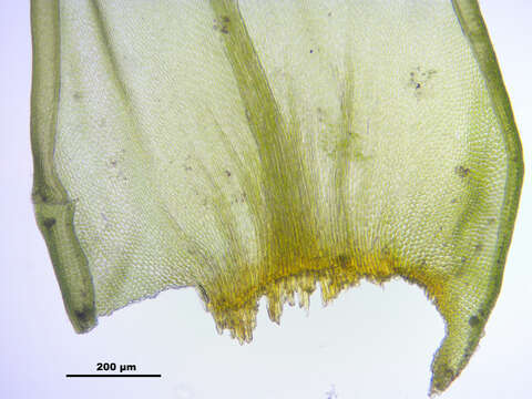 Image of antitrichia moss