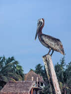 Image of Pelecanus occidentalis carolinensis Gmelin & JF 1789