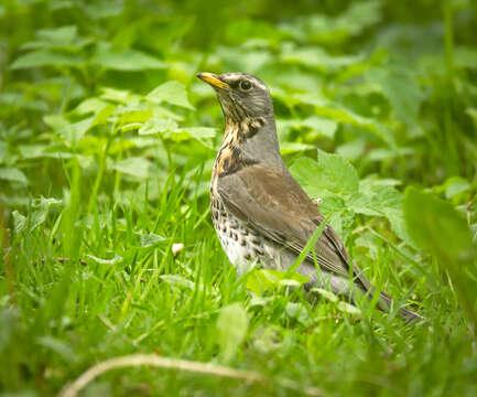 Image of Fieldfare