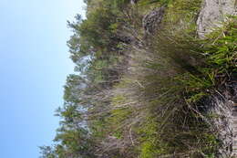 Image of bog-rush