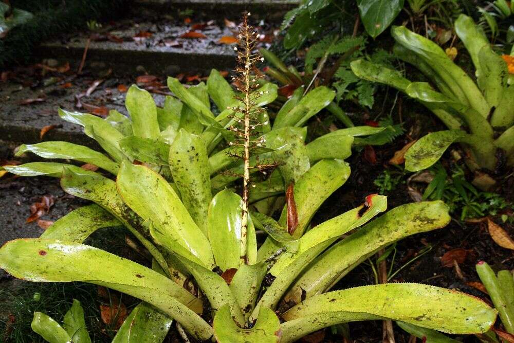 Sivun Aechmea mexicana Baker kuva