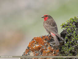 Image of Red-fronted Rosefinch