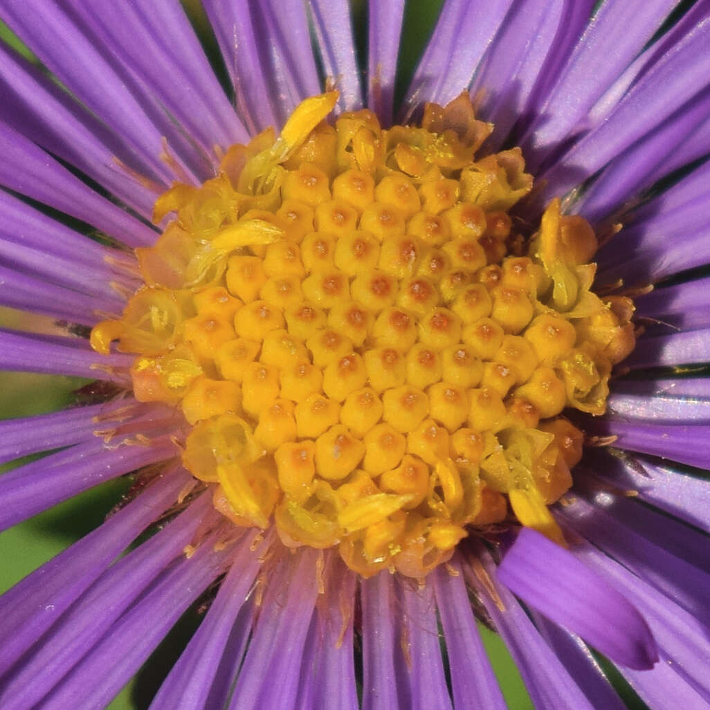 Image of Michaelmas daisy