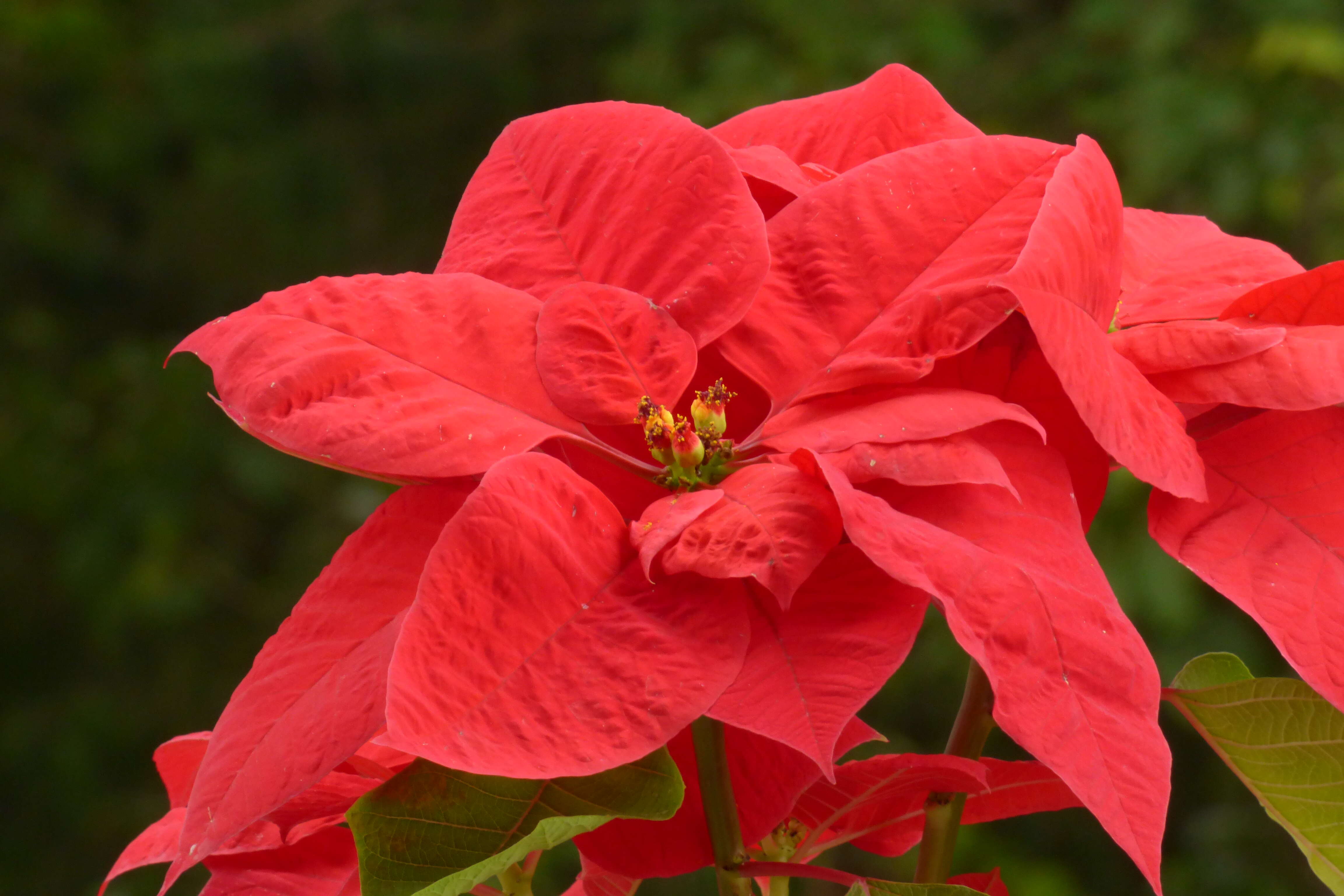 Image of poinsettia