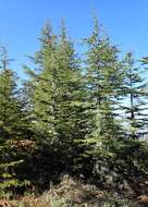 Image of Cyprus Cedar