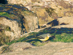 Image of Grey Wagtail