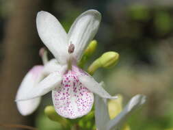 Image de Pseuderanthemum maculatum (Lodd.) I. M. Turner