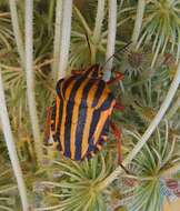 Image of <i>Graphosoma lineatum</i>