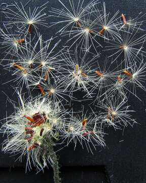 Image of Hieracium bifidum Kit.