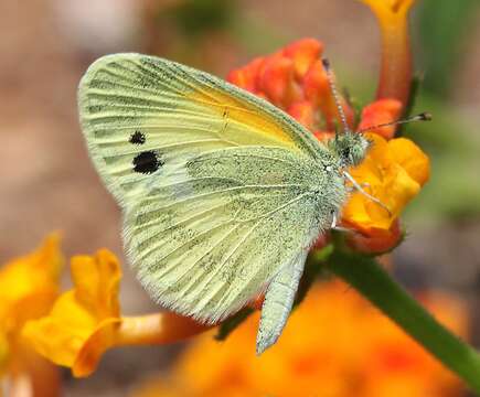 Image of Dainty Sulphur